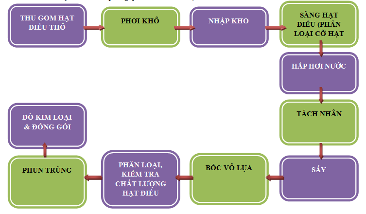 12 Bước Quy Trình Sản Xuất Chế Biến Hạt Điều Nhân Việt Nam – Cộng đồng nông  dân & nông nghiệp Việt Nam