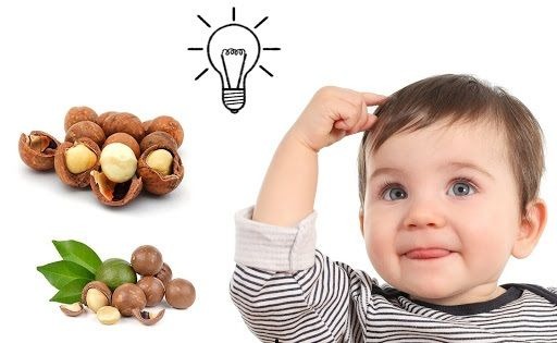 Hạt macca rất tốt cho sự phát triển trí não của trẻ nhỏ – PH Macadamia